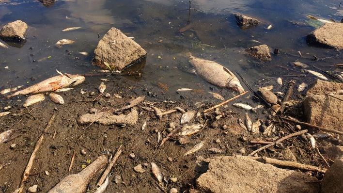 Tote Fische liegen am Ufer der Oder. (Quelle: rbb/R. Schwaß)