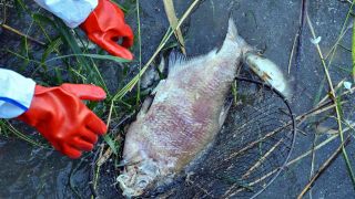 Ein toter und schon stark verwester Fisch wird von Helfern aus dem Wasser des deutsch-polnischen Grenzflusses Westode geborgen. (Foto: Patrick Pleul/dpa)