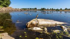 Ein verendeter Döbel und andere tote Fische schwimmen in der Oder bei Brieskow-Finkenheerd. (Quelle: dpa/F. Hammerschmidt)