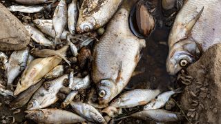 Tote Fische in der Oder am 13.08.2022 (Quelle: IMAGO/Dominika Zarzycka)
