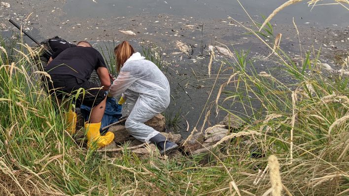Hunderte Freiwillige sammeln am 13.08.2022 verendete Fische aus der Oder. (Quelle: rbb/Franz Paul Helms)
