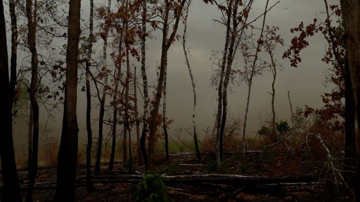 In einem Wald bei Treuenbrietzen stürmt es, der Wind wirbelt die Asche des letzten Brandes auf. (Bild: rbb/Naomi Donath)