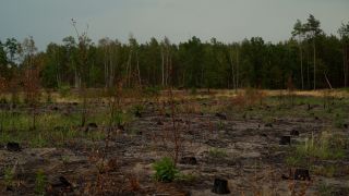 Blick auf einen Teil des Forschungswaldes bei Treuenbrietzen, der im Juni 2022 abgebrannt ist. (Bild: rbb/Naomi Donath)