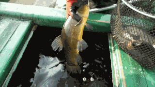Fischerei auf dem Müggelsee (Bild: rbb)