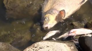 Verendete Fische treiben in der Oder (Quelle: rbb)