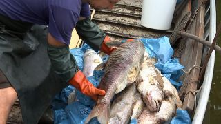 Ein Fischer legt in der Oder verendete Fische in sein Boot