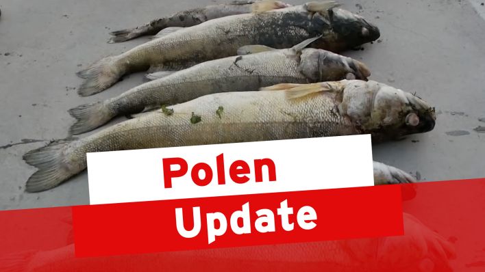 Polen Update zum Fischsterben in der Oder (Quelle: rbb)