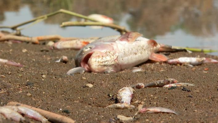 Tote Fische in der Oder (Bild: rbb)