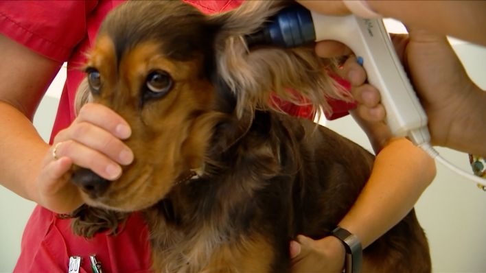 Ein Hund wird beim Tierarzt behandelt, Bild: rbb