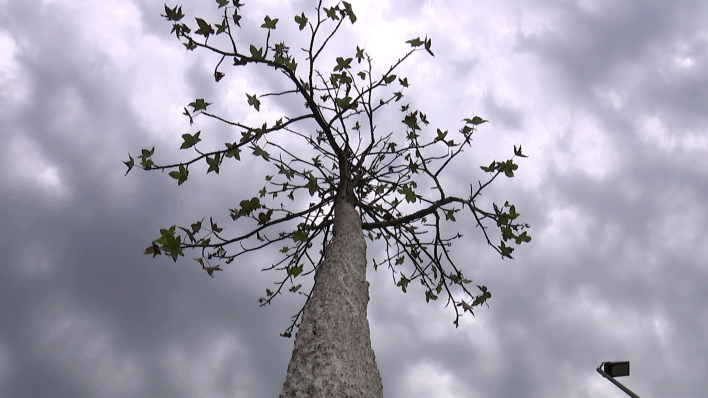 Vertrockneter Straßenbaum vor Wolkenhimmel (Quelle: rbb)