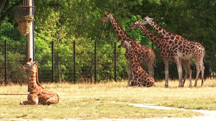 Giraffen im Gehege des Berliner Tierparks. (Quelle:rbb)
