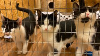 Katzen im Prignitzer Tierschutzverein in einem Käfig. (Quelle: rbb/Björn Haase-Wendt)