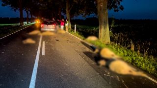 Im Oderbruch auf der B112 kamen 13 Schafe bei einer Karambolage mit einem Auto ums Leben. (Quelle: Polizei Brandenburg)