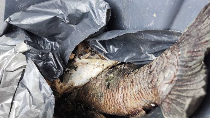 THW-Mitarbeiter sammeln die toten Fische aus der Oder als Sondermüll in Plastiktüten. (Quelle: rbb/J. Moreno)