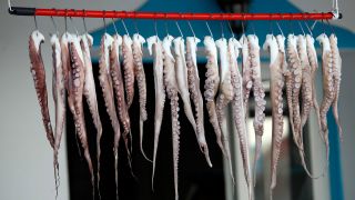 Symbolbild: Tintenfischarme hängen zum Trocknen auf einer Leine (Quelle: dpa/Jochen Tack)