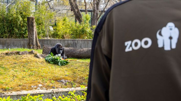 Ein Mitarbeiter des Zoos beobachtet am am 13.04.2022 Fatou (Quelle: dpa/Kristin Bethge)