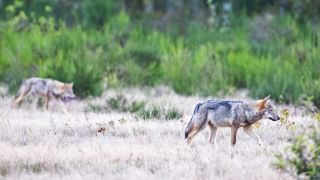 Zwei Wolfswelpen streifen durch die Heide.(Quelle:dpa/I.König-Jablonski)