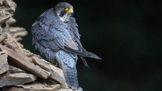 Wanderfalke, Wander-Falke (Falco peregrinus), sitzt auf einem Steinhaufen und putzt sich. (Quelle: dpa)