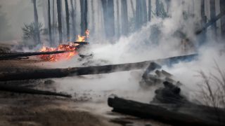 Brennende Bäume blockieren den Weg während eines Waldbrandes. (Quelle: dpa/Jan Woitas)