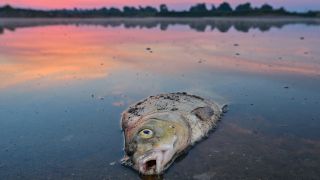 Archivbild: Ein toter Fisch liegt am frühen Morgen im flachen Wasser vom deutsch-polnischen Grenzfluss Oder. (Quelle: dpa/P. Pleul)