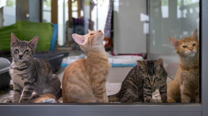 Archivbild: Vier junge Katzen sitzen im Mutter- und Kinderkatzenhaus im Tierheim. (Quelle: dpa/M. Skoimowska)