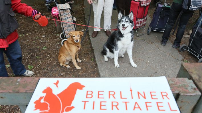 Archivbild: Mischlingshund Schnuffi (l) und Husky-Bordercollie Judy warten in Berlin vor der Berliner Tiertafel mit ihren Begleitern auf die Ausgabe von Tierfutter. (Quelle: dpa/S. Pilick)