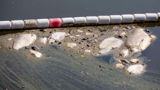 Tote Fische in der Oder (Quelle: imago/Christian Thiel)