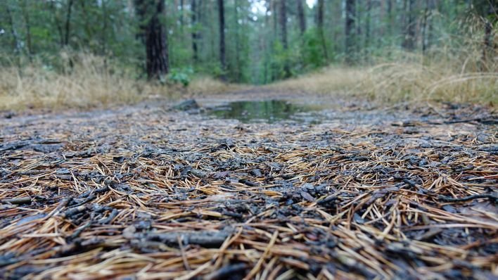 Symbolbild: Kiefernnadeln liegen auf dem Boden eines Waldes in Brandenburg (Bild: imago images/Sascha Steinach)