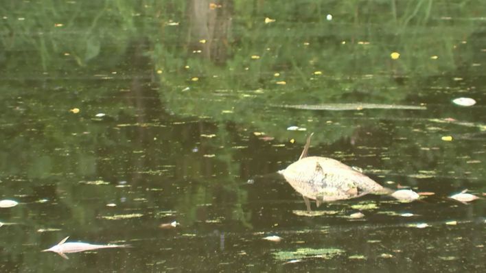 Tote Fische in einem Gewässer des Gebiets der Alten Oder am 04.09.2022 (Quelle: rbb/Michael Lietz)