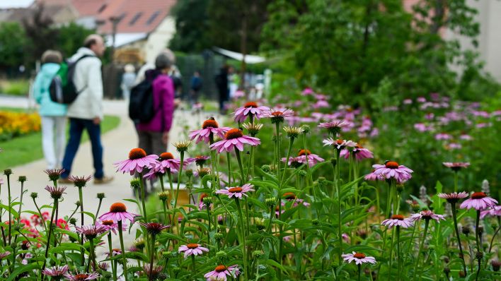 Archivbild: Blumen auf dem Gelände der Landesgartenschau in Beelitz am 08.07.2022 (Quelle: dpa/Jens Kalaene)
