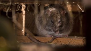 Symbolbild: Wander-Ratte im Versteck unter Holzbalken (Quelle: dpa/J. Fieber)