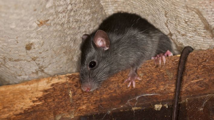 Tipps eines Berliner Kammerjägers: Wenn die Ratten aus der Toilette  kriechen