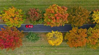 Symbolbild:Überwiegend herbstlich bunt gefärbte Roteichen stehen als Allee an einer Straße in Südbrandenburg (Luftaufnahme mit einer Drohne).(Quelle:dpa/P.Pleul)