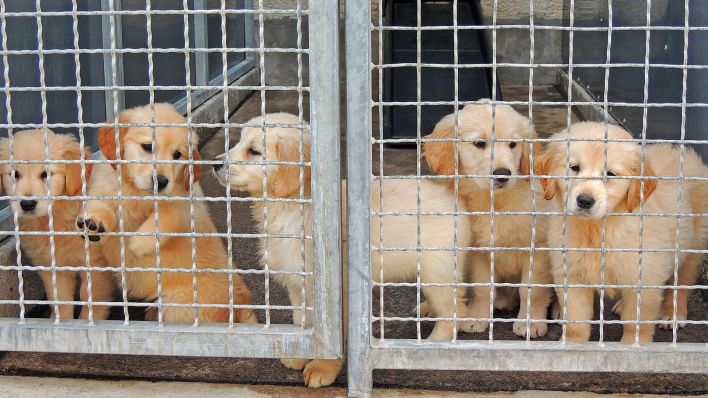 Symbolbild:Illegaler Handel mit Hundewelpen.(Quelle:dpa/M.Wünn)