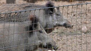Wildschweine hinter einem Zaun.(Quelle:dpa/C.Rehder)