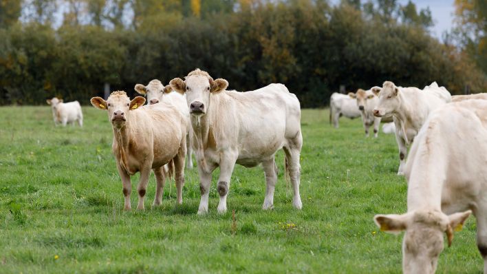Rinder (Mutterkuhherde / Fleischrinder) stehen auf einer Weide nahe Bad Liebenwerda in Brandenburg. (Quelle: dpa/Andreas Franke)