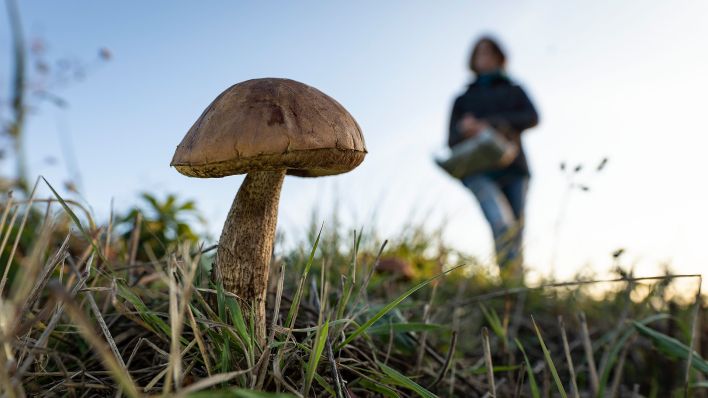 Symbolbild: Eine Pilzsammlerin auf einem Feld. (Quelle: dpa/F. Launette)