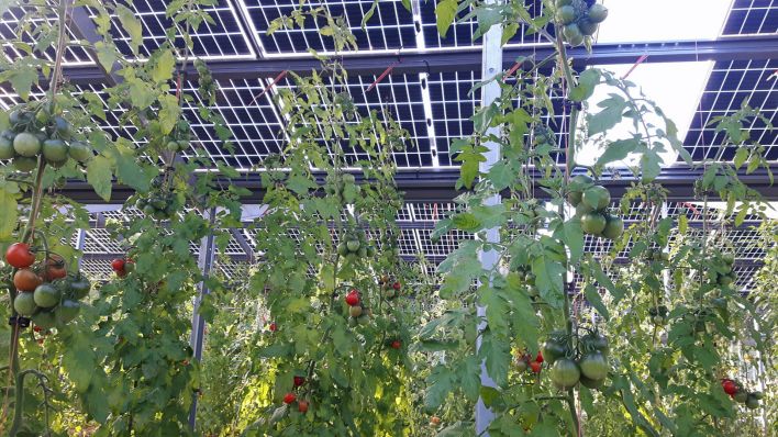Tomaten wachsen unter Agri-Photovoltaik-Anlage (Quelle: rbb/Hakenjos)
