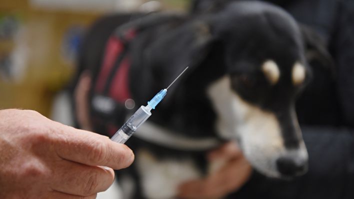 Symbolbild: Ein Tierarzt hält vor einer Hündin eine Spritze mit einer Impfung in den Händen. (Quelle: dpa/Nicolas Armer)