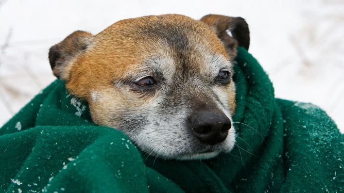 Symbolbild:Ein frierender Hund ist in eine Decke eingewickelt.(Quelle:dpa/P.Pleul)