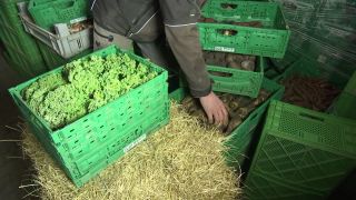 Landwirt Valentin Kätzl betreibt in Zechin (Märkisch-Oderland) die Solidarische Landwirtschaft "Ackerbande". (Quelle: rbb)