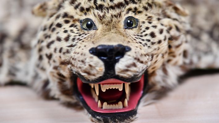 Symbolbild: Ein beschlagnahmtes Leopardenfell. (Quelle: dpa/U. Anspach)
