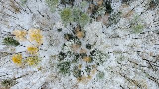 Schnee liegt in einem Wald (Luftaufnahme mit einer Drohne). (Quelle: dpa/P. Pleul)