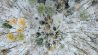 Schnee liegt in einem Wald (Luftaufnahme mit einer Drohne). (Quelle: dpa/P. Pleul)