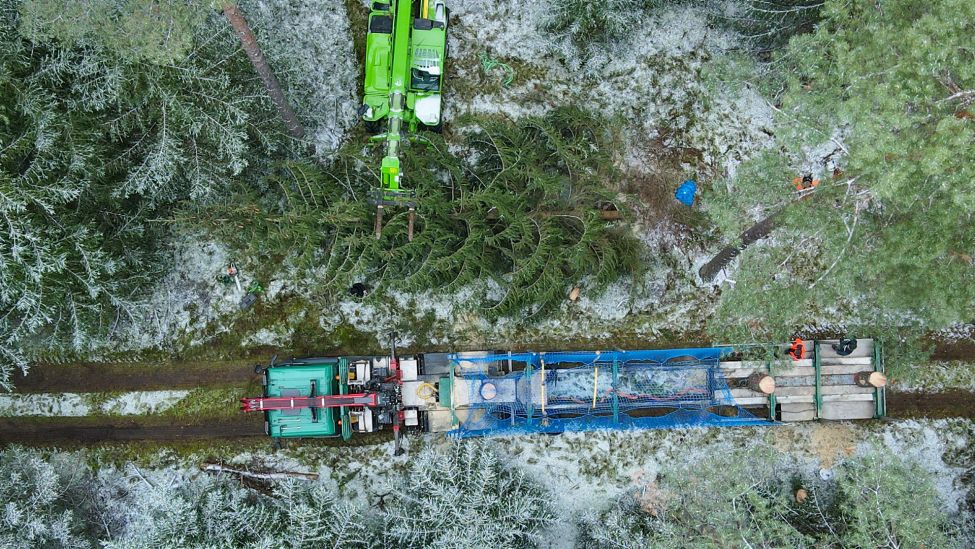 Der Weihnachtsbaum für das Kanzleramt, eine Fichte, wird in einem Wald der Stiftung Stift Neuzelle verladen (Luftaufnahme mit einer Drohne). (Quelle: dpa/P. Pleul)