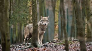 Ein Wolf steht in Sachsen-Anhalt in seinem Gehege. (Quelle: Klaus-Dietmar Gabbert/dpa-Zentralbild/dpa)