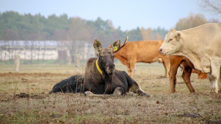 Ein wilder Elch hat sich einer Kuhherde angeschlossen. Wildbiologen der Hochschule für Nachhaltige Entwicklung in Eberswalde gehen davon aus, dass das Tier aus Polen eingewandert ist.