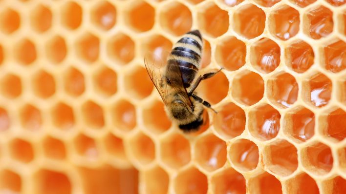 Eine Honigbiene sitzt auf einer Wabe (Quelle: dpa/Geisler-Fotopress)