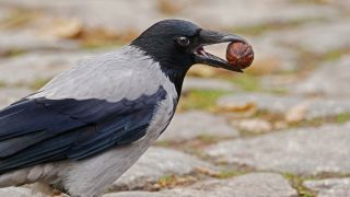 Eine Aaskrähe (Corvus corone) im grauen Federkleid der Nebelkrähen-Morphe steht am 06.11.2021 auf einer Straße mit Kopfsteinpflaster und hält eine Wallnuss in ihrem Schnabel. (Quelle: dpa/Wolfram Steinberg)