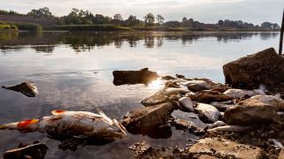 August 13, 2022, Kustrien-Kietz, Germany: Dead fish laying on the bank of Oder river near Kustrien-Kietz on Oder. (Quelle:SOPA Images via ZUMA Press Wire/Dominika Zarzycka)